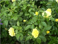 19e5e52c-Picture 3225.jpg